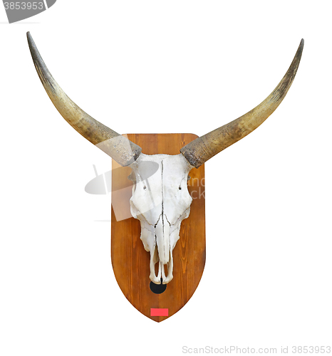 Image of Bull Skull