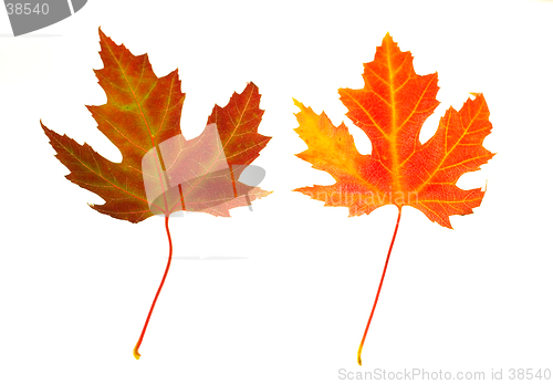 Image of  Maple Leaves on White