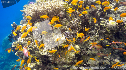 Image of Tropical Fish on Vibrant Coral Reef