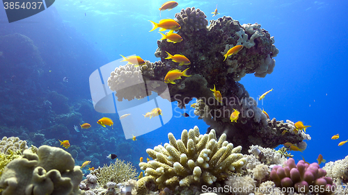 Image of Tropical Fish on Vibrant Coral Reef