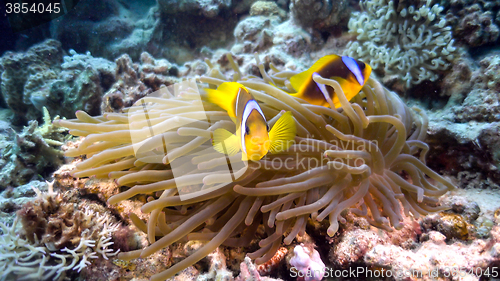 Image of Clown Anemonefish on Coral Reef