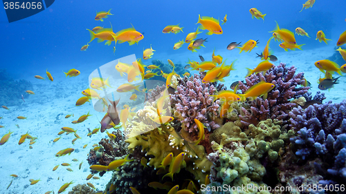 Image of Tropical Fish on Vibrant Coral Reef