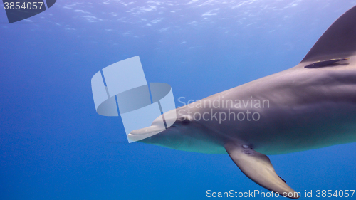 Image of Dolphins Swims Near Divers