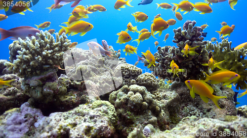 Image of Tropical Fish on Vibrant Coral Reef