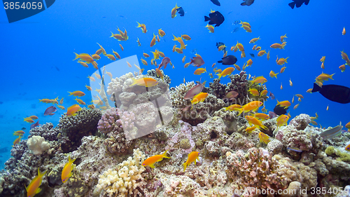 Image of Tropical Fish on Vibrant Coral Reef