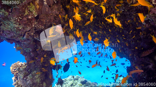Image of Tropical Fish on Vibrant Coral Reef