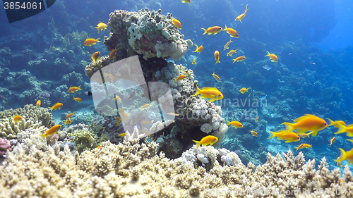 Image of Tropical Fish on Vibrant Coral Reef