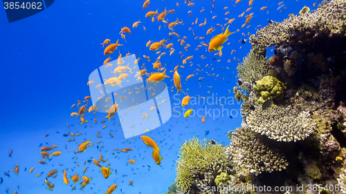 Image of Tropical Fish on Vibrant Coral Reef