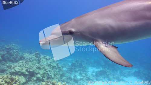 Image of Dolphins Swims Near Divers