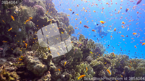 Image of Tropical Fish on Vibrant Coral Reef