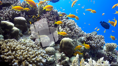 Image of Tropical Fish on Vibrant Coral Reef