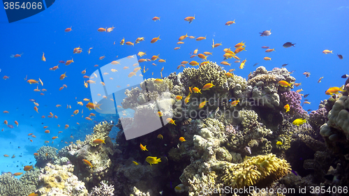 Image of Tropical Fish on Vibrant Coral Reef