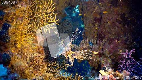 Image of African Lionfish on Coral Reef