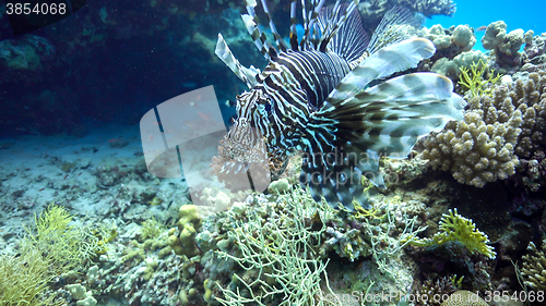 Image of African Lionfish on Coral Reef
