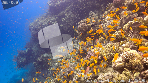 Image of Tropical Fish on Vibrant Coral Reef