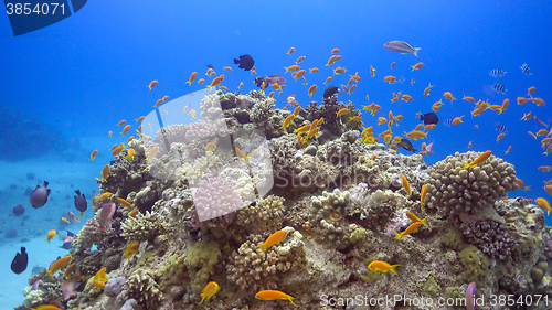 Image of Tropical Fish on Vibrant Coral Reef