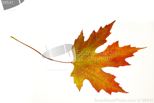 Image of Orange Maple Leaf on White