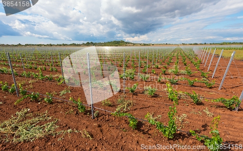 Image of Viticulture with grape saplings