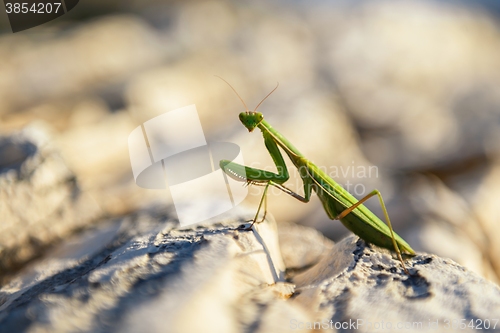 Image of Praying Mantis on rocks