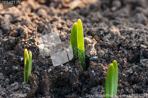 Image of Green crocus sprouts in the spring