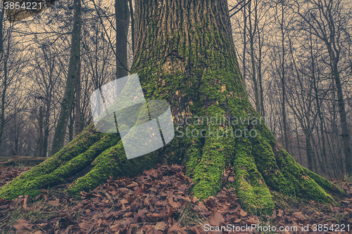 Image of Tree trunk with moss in the forest