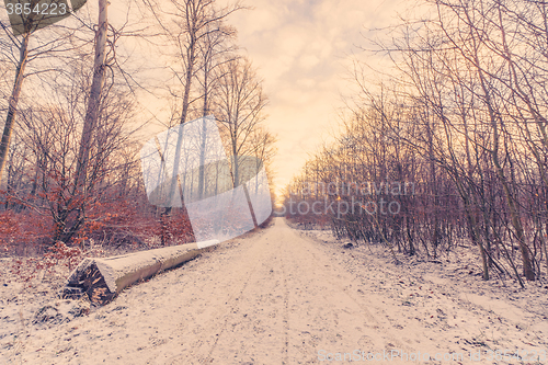 Image of Forest road covered with snow