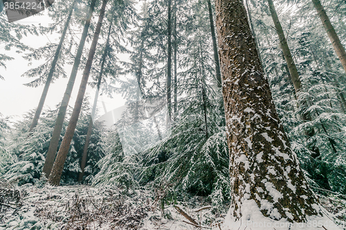 Image of Snow on pine trees in a forest