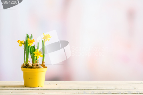 Image of Daffodils in a yellow flowerpot on a violet background