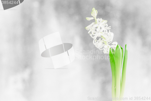 Image of Hyacinth flower in a bathroom window