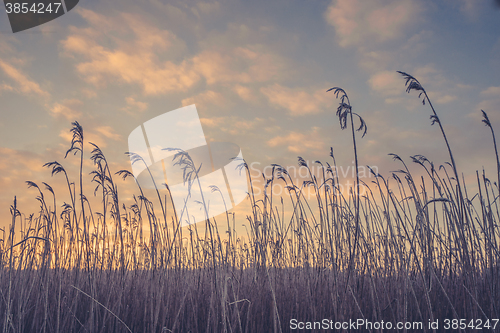 Image of Grass silhouettes in the morning sunrise
