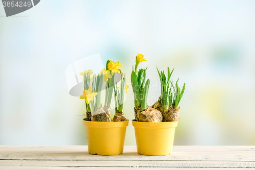 Image of Two flowerpots with daffodils