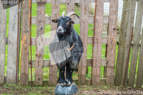 Image of Black goat on a bowl