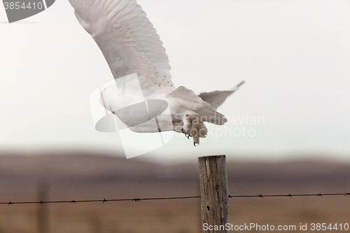 Image of Snowy Owl in Flight 