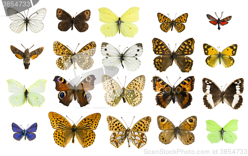 Image of collage butterfly