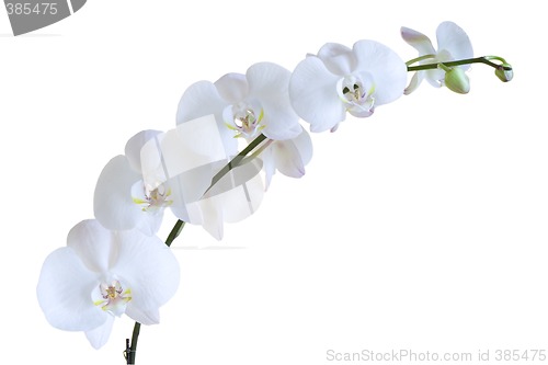 Image of White orchid

