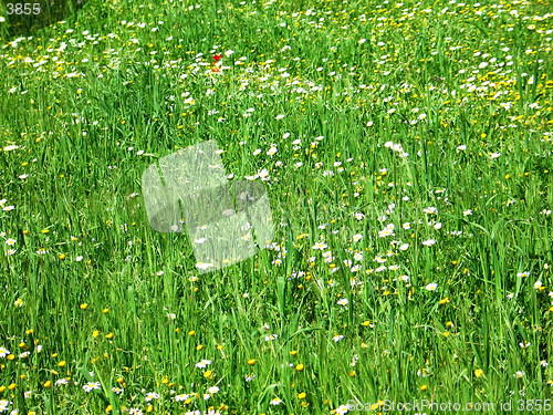 Image of Green fields