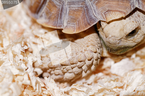 Image of African Spurred Tortoise