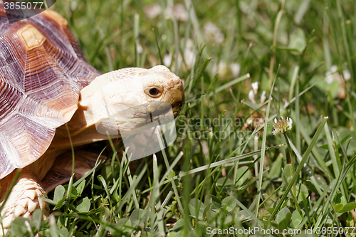 Image of African Spurred Tortoise