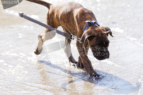 Image of Boxer dog