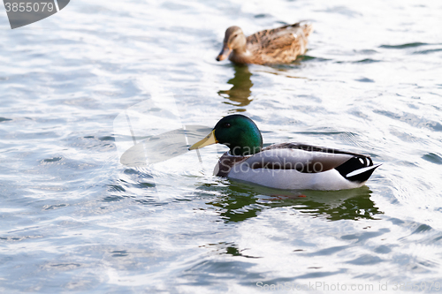 Image of Mallard