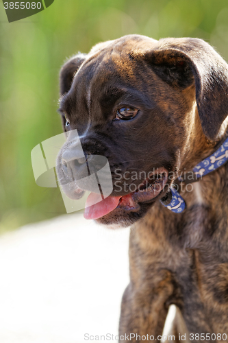 Image of Boxer dog