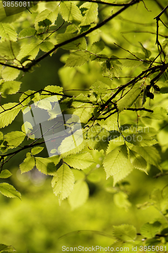 Image of Green leaf