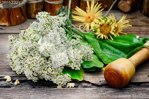 Image of Bush medicinal plant