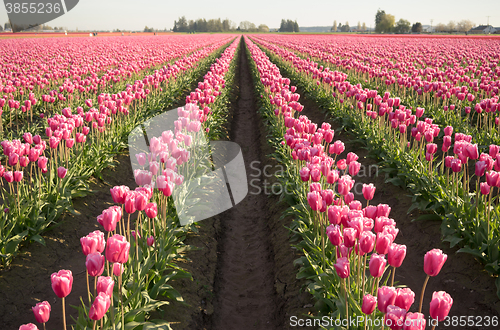 Image of Pink Tulips Bend Towards Sunlight Floral Agriculture Flowers