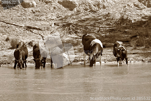 Image of cows at the river