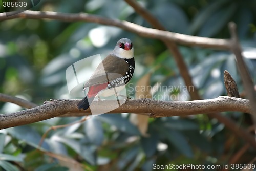 Image of diamond firetail