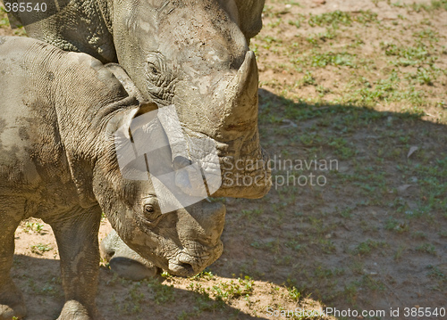 Image of mother and baby rhino