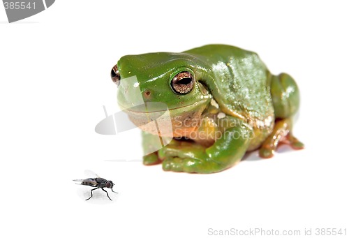 Image of green tree frog and a fly