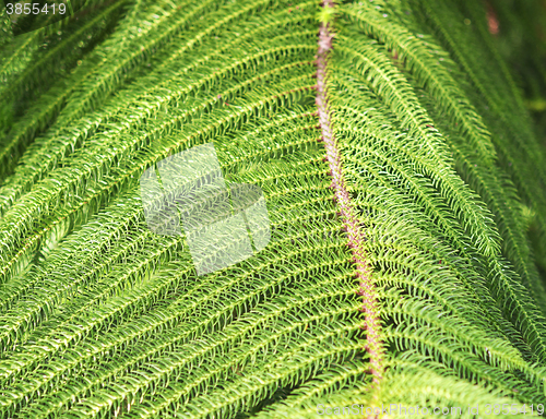 Image of close up of norfolk pine