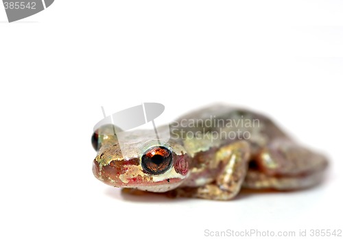 Image of frog on white